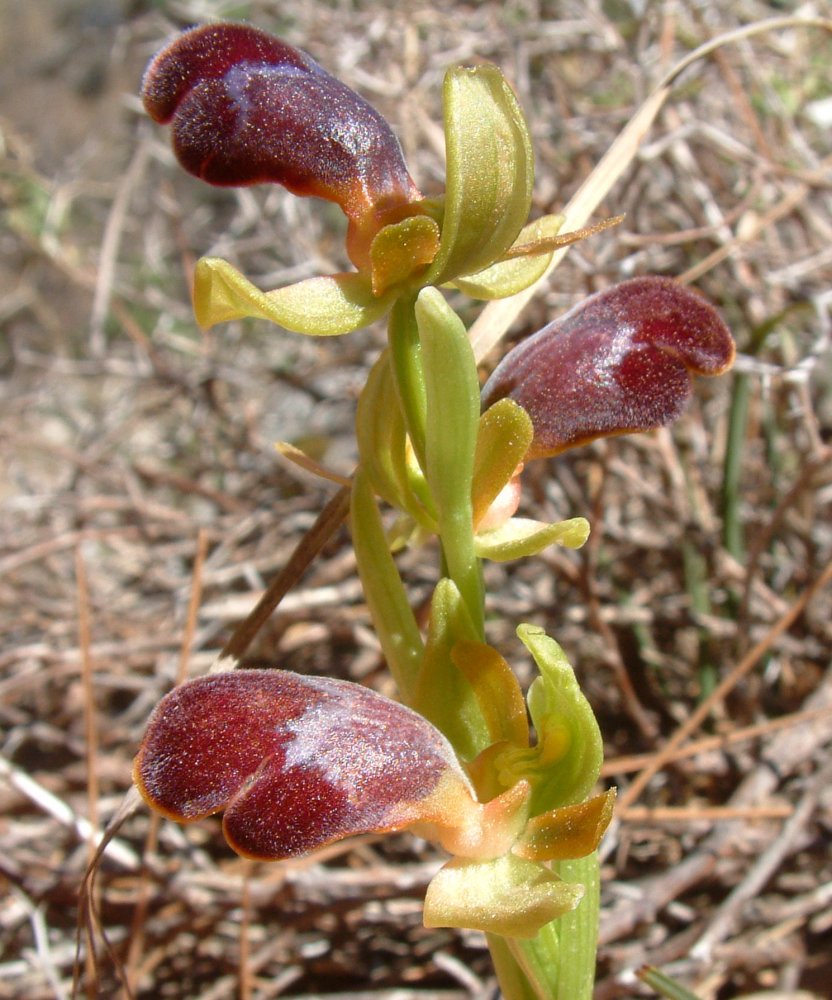 Orchidee di Marzo - Dalla Grecia con passione